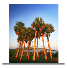 Prairie Palms