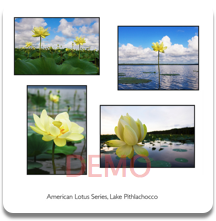 American Lotus Series