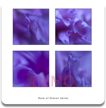 Rose of Sharon Stationery