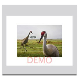Cranes 5x7