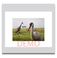 Cranes 5x7
