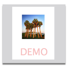 Prairie Palms 5x5
