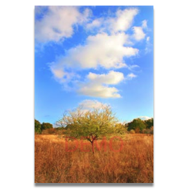 Prairie Signals