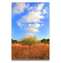 Prairie Signals